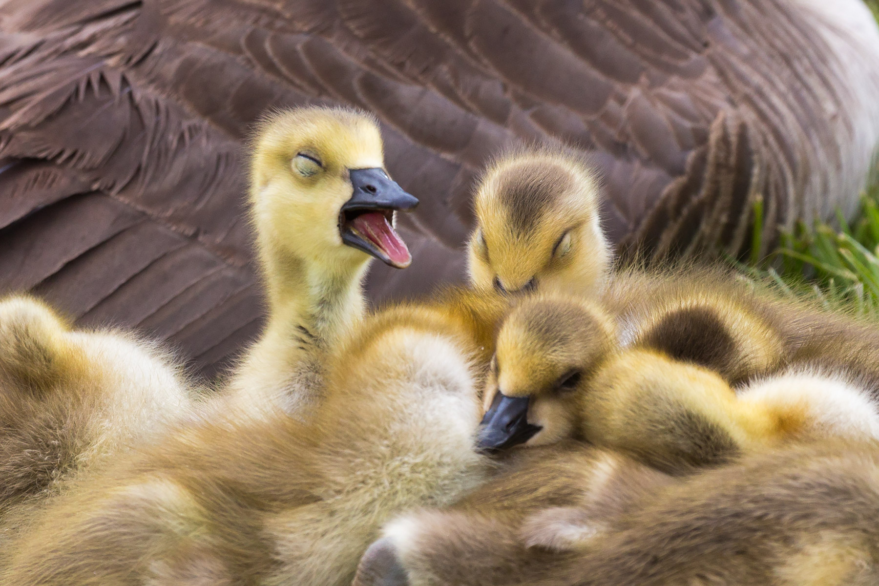 Snoozy Canada geese gosling, Sioux Falls, SD.  Click for next photo.