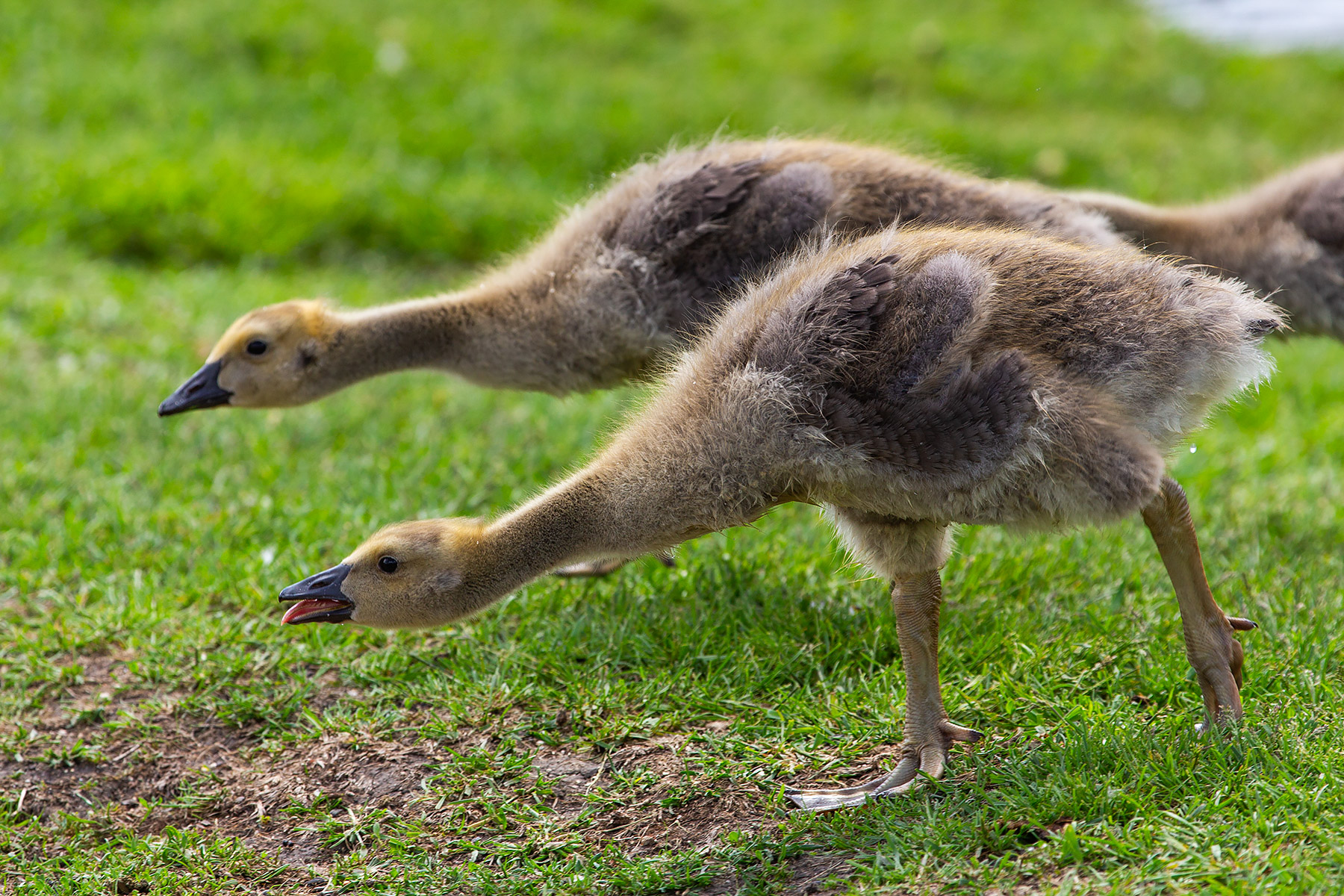 Canada geese goslings come back ashore, Sioux Falls, SD.  Click for next photo.