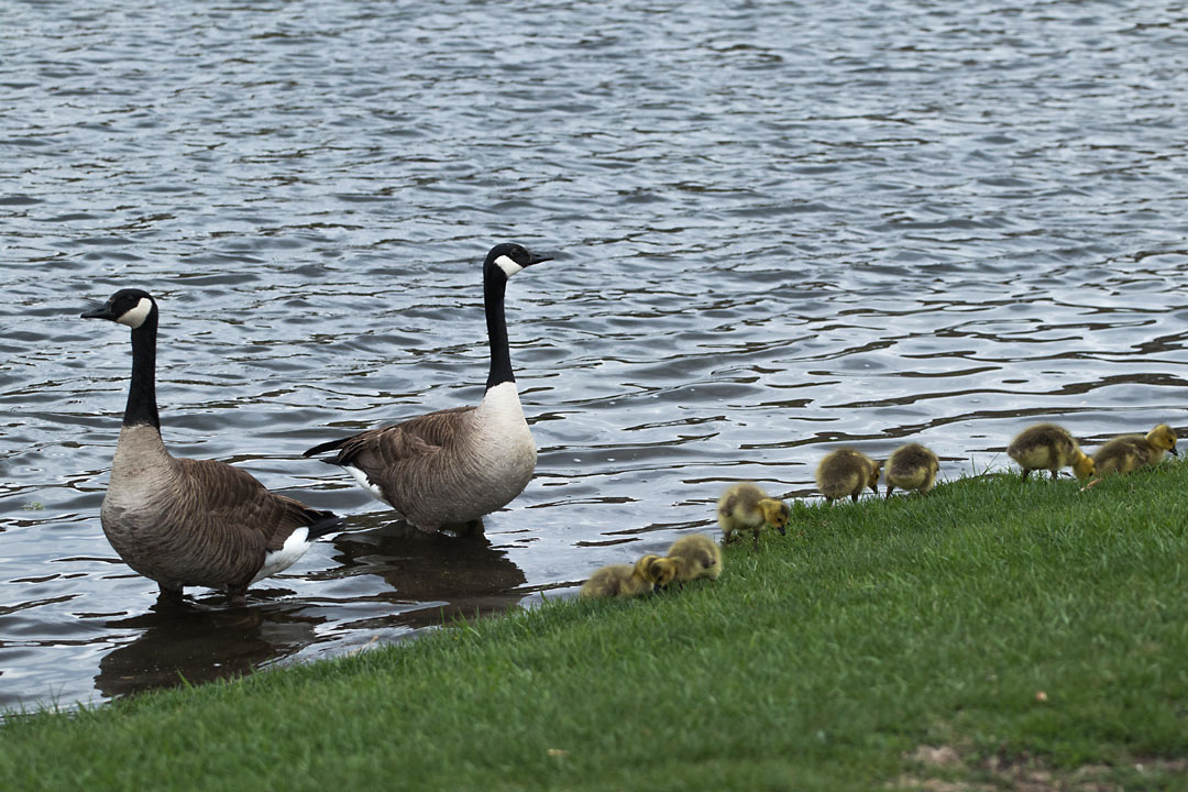 Geese, Sioux Falls, SD.  Click for next photo.