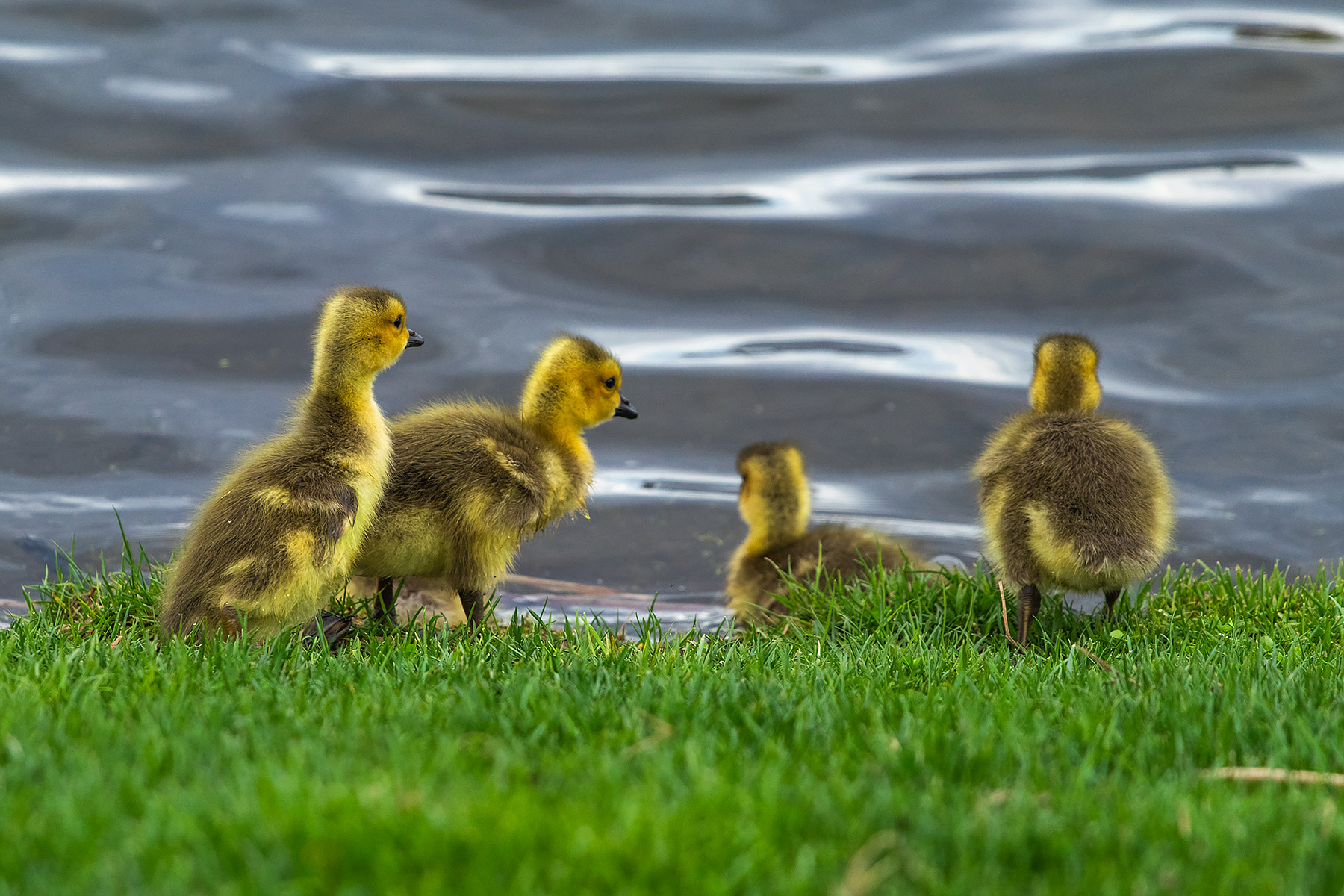 Canada geese gosling, Sioux Falls, SD.  Click for next photo.