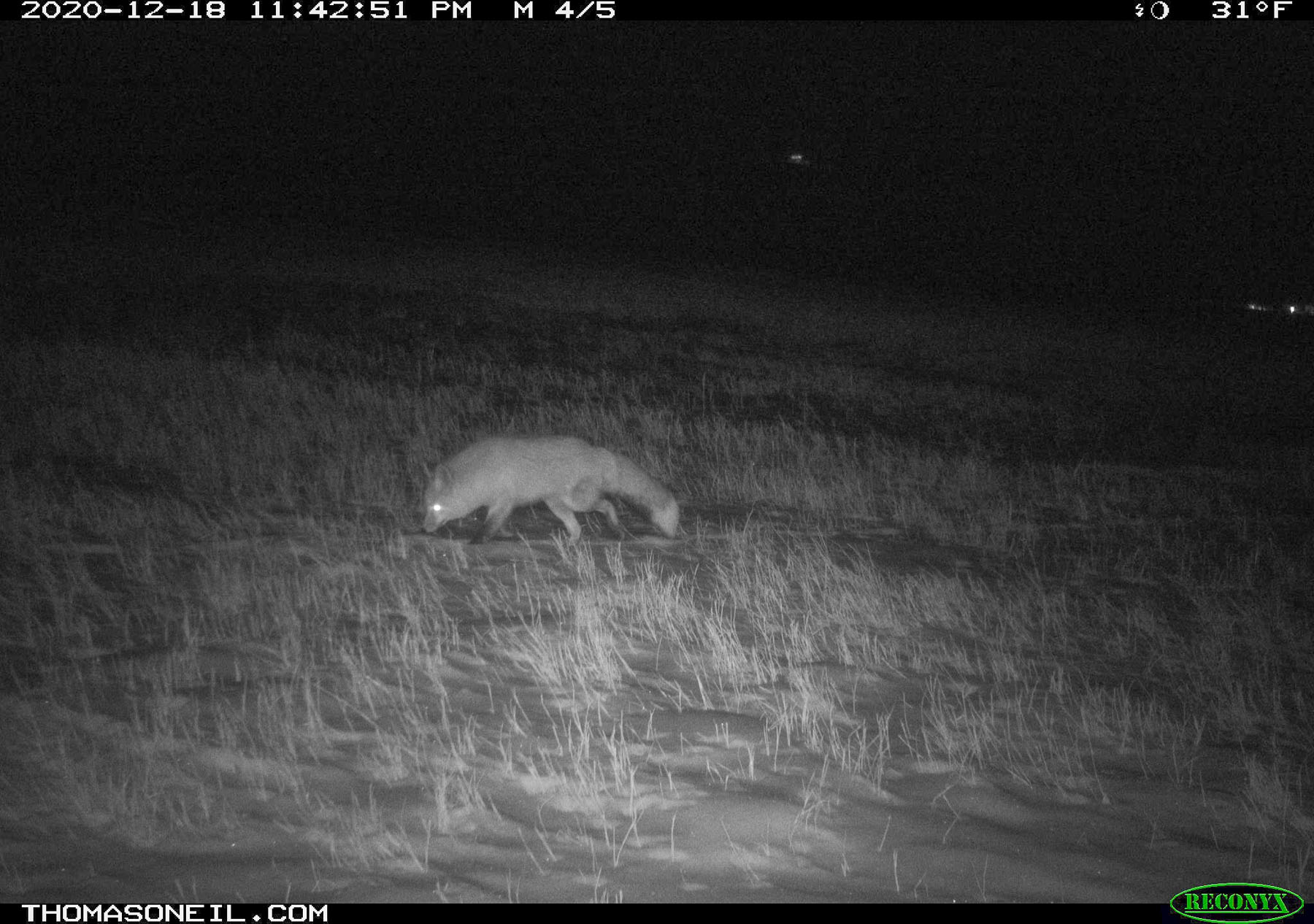 Fox behind my new house, Red Lodge, MT.  Click for next photo.