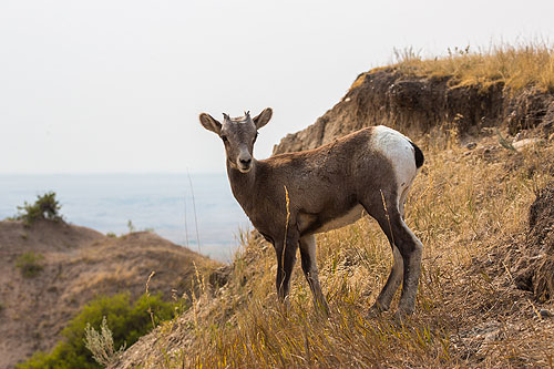 Bighorn lamb at the edge of a cliff, Badlands National Park.