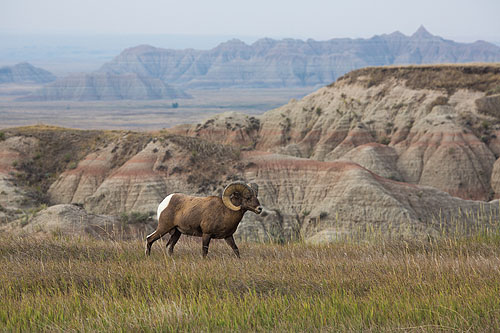 Bighorn, Badlands National Park.