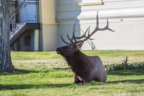 Elk resting in Mammoth Hot Springs, Yellowstone National Park.