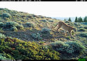 Mountain Lion near Luther, MT.