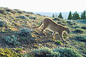 Mountain Lion near Luther, MT.  Cropped version, next image is uncropped.
