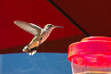Hummingbird, Camp Hale, CO.