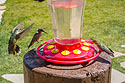 Hummingbirds, Camp Hale, CO.