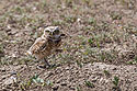 Burrowing Owl, Badlands National Park.