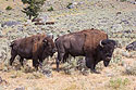 Bison, Yellowstone National Park.