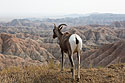 Bighorn ewe at the edge of a cliff, Badlands National Park.