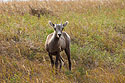 Bighorn lamb, Badlands National Park.