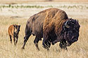 Bison jogging across the prairie near Badlands National Park.