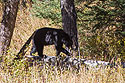 Black bear in Lamar Valley, Yellowstone National Park.