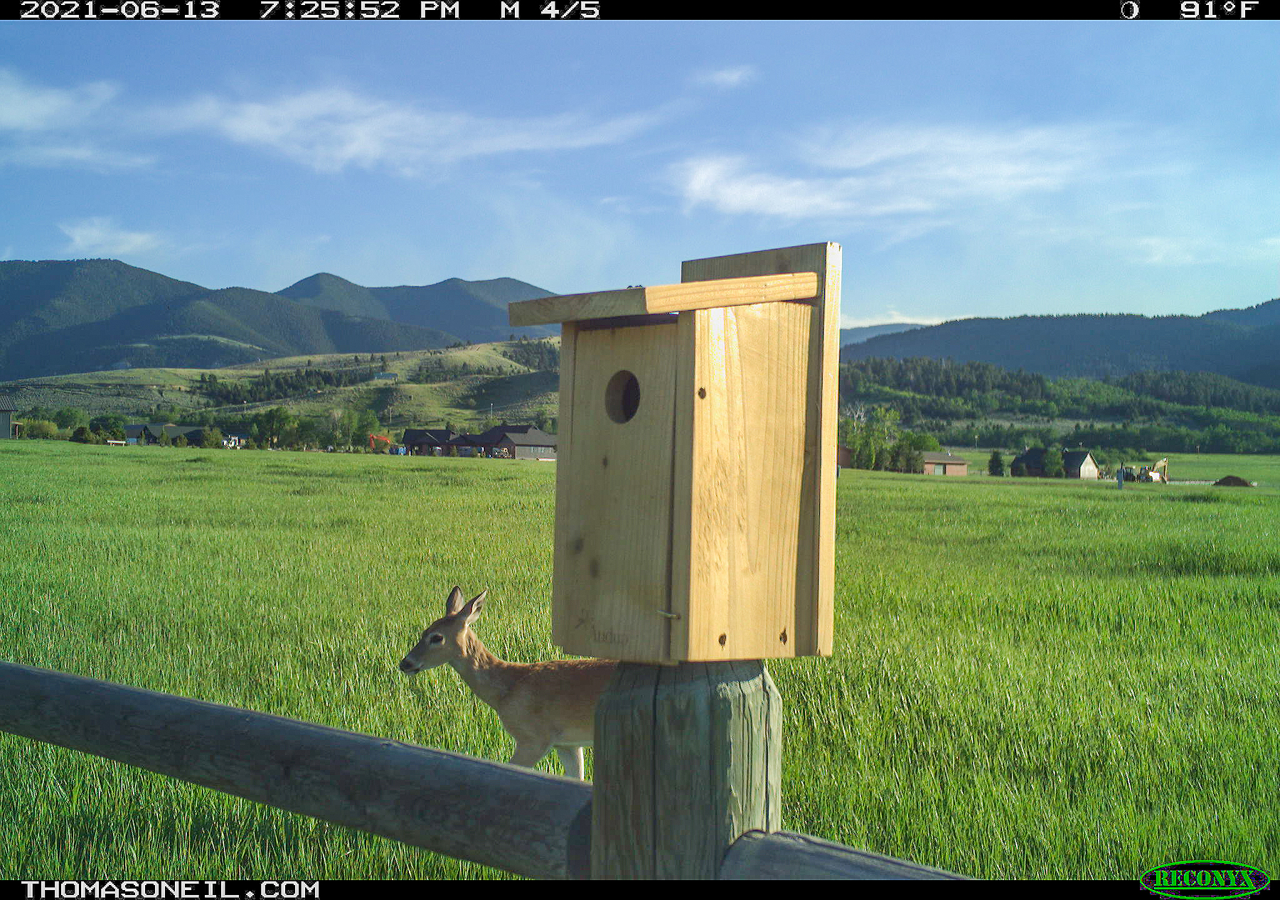 Deer, Red Lodge, Montana.  Trailcam.  Click for next photo.