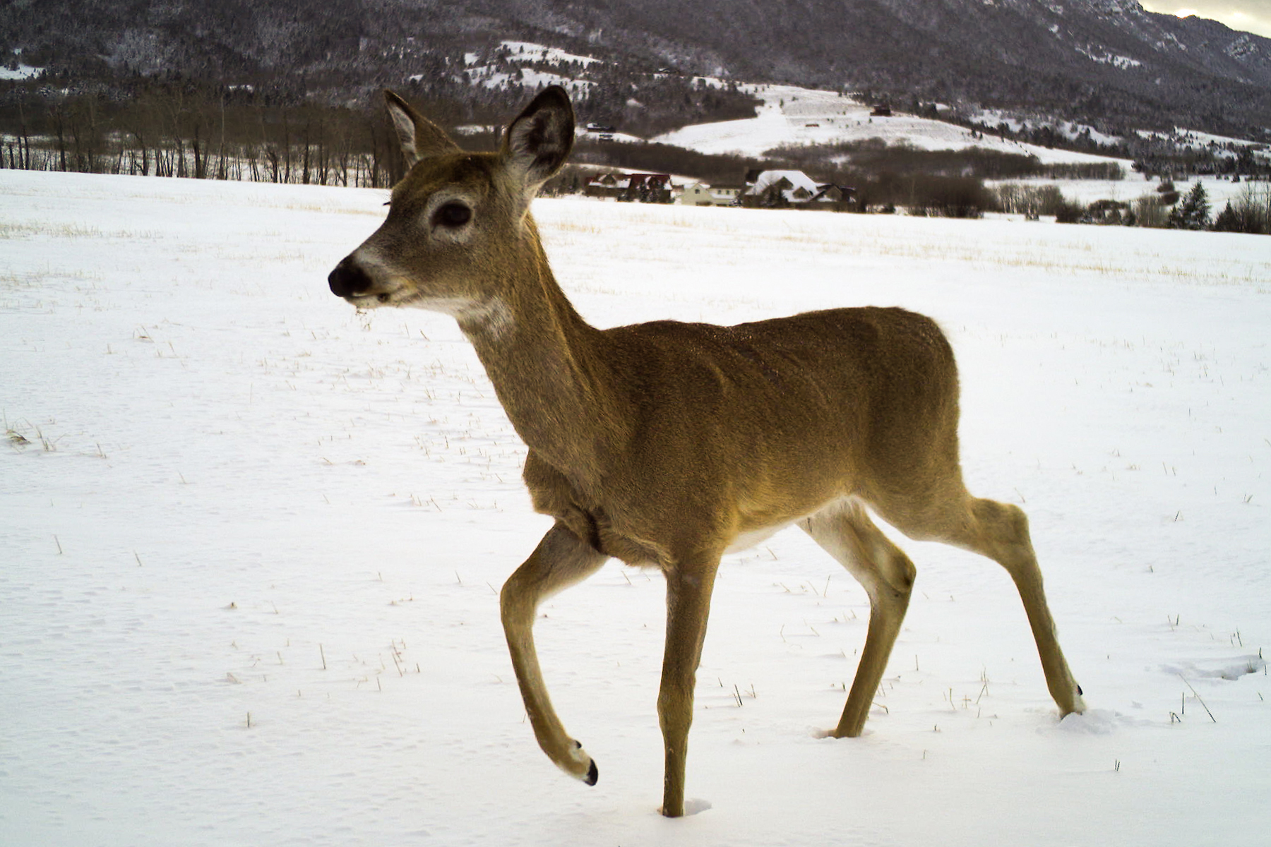 Deer, Red Lodge, Montana.  Trailcam.  Click for next photo.