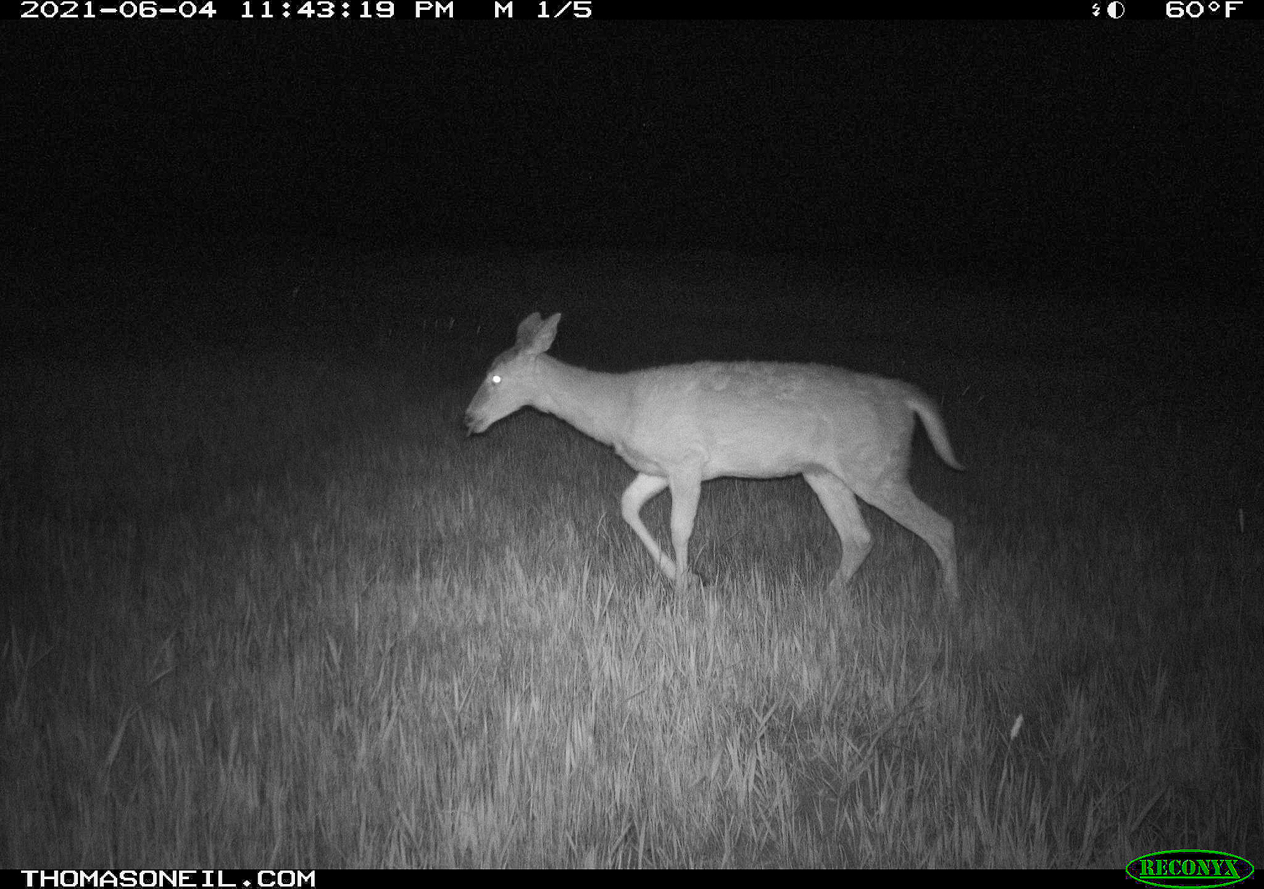 Deer, Red Lodge, Montana.  Trailcam.  Click for next photo.