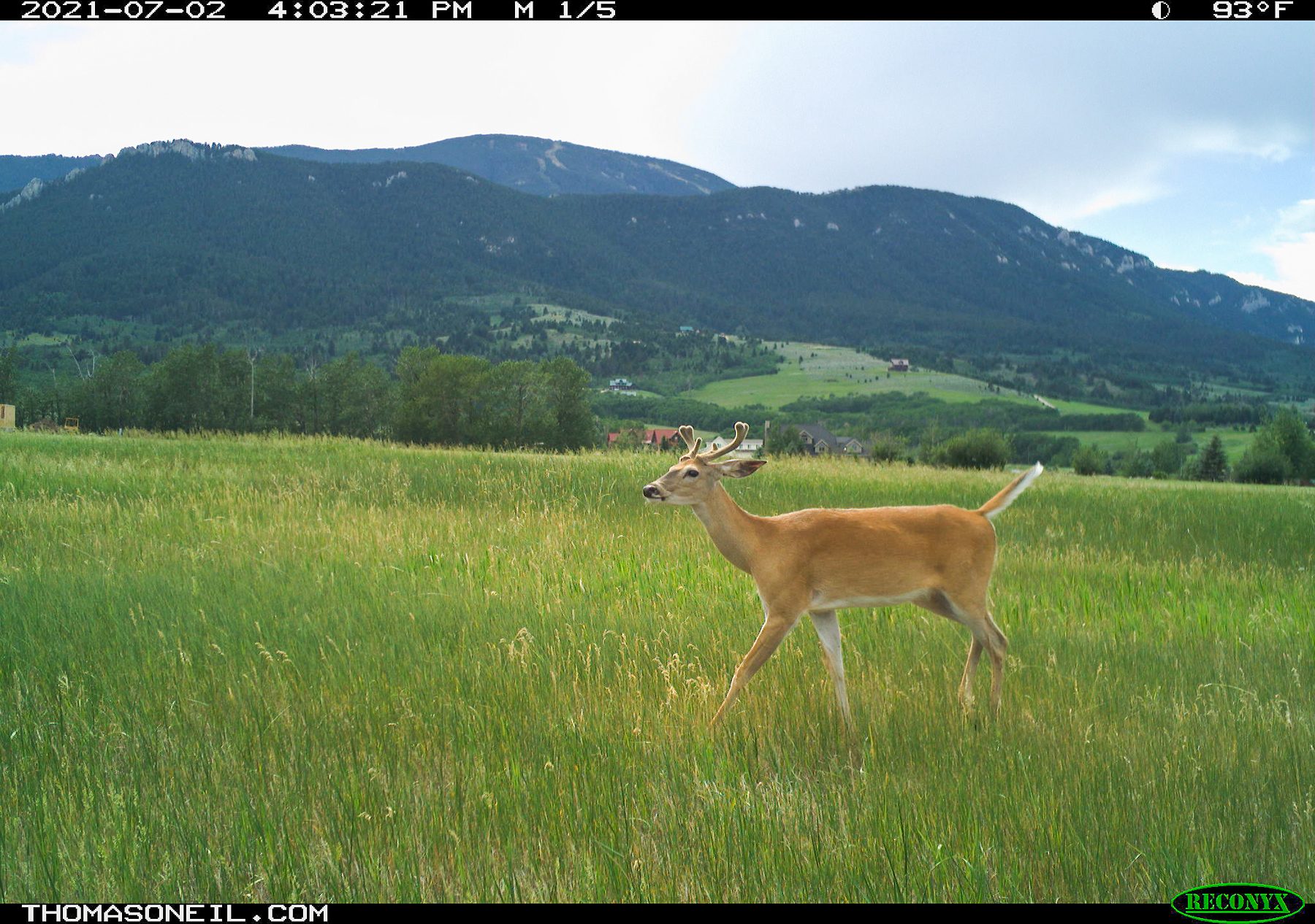 Deer on trailcam, Red Lodge, MT.  Click for next photo.