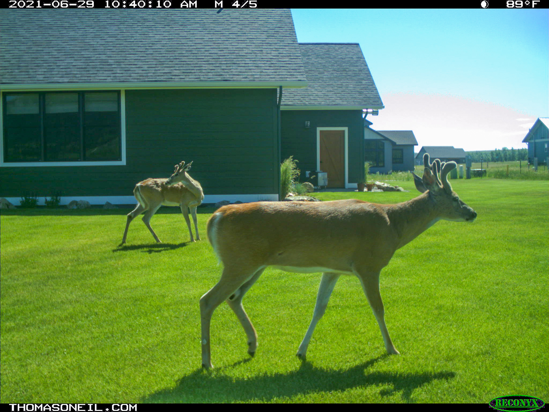 Deer on trailcam, Red Lodge, MT.  Click for next photo.