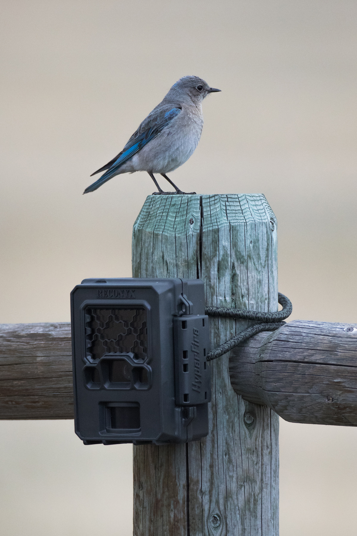 Bluebird shown with Reconyx trailcam, Red Lodge, Montana.  Click for next photo.