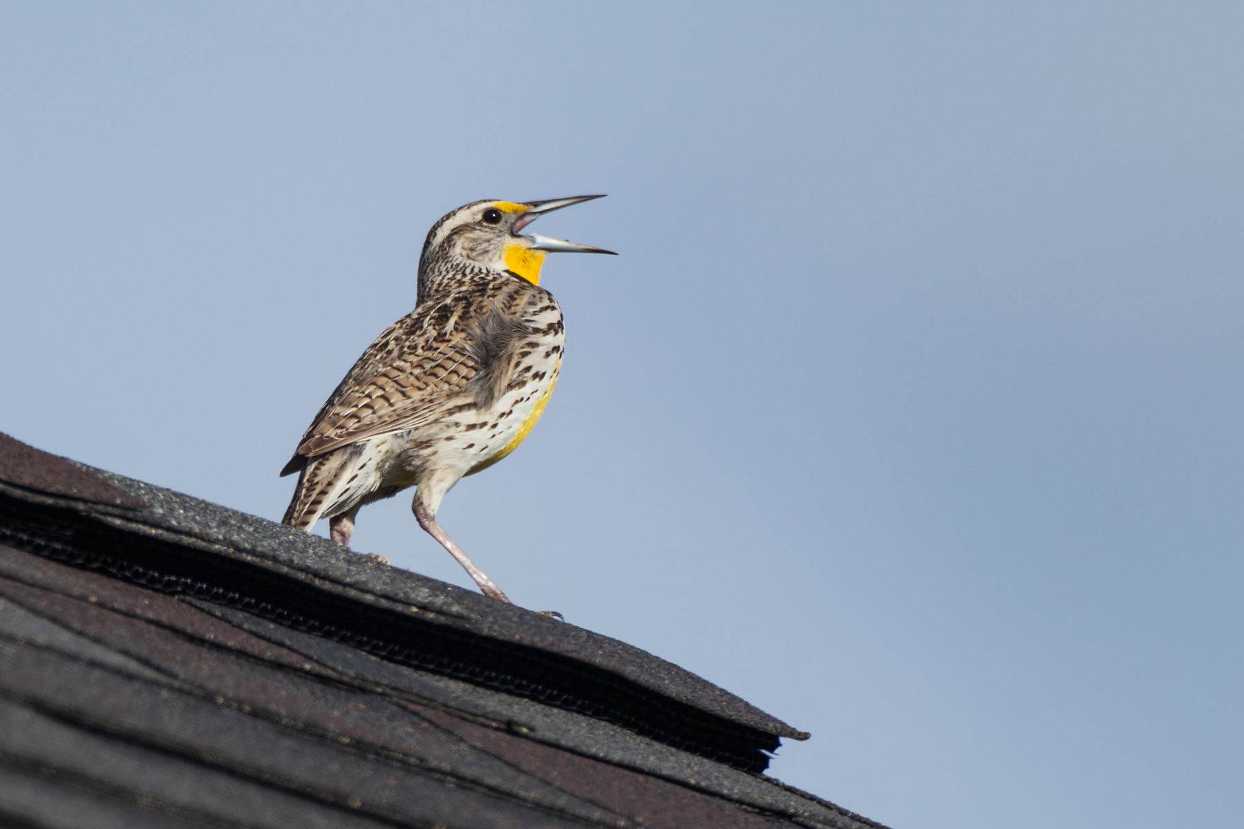 Meadowlark, Red Lodge, Montana.  Click for next photo.