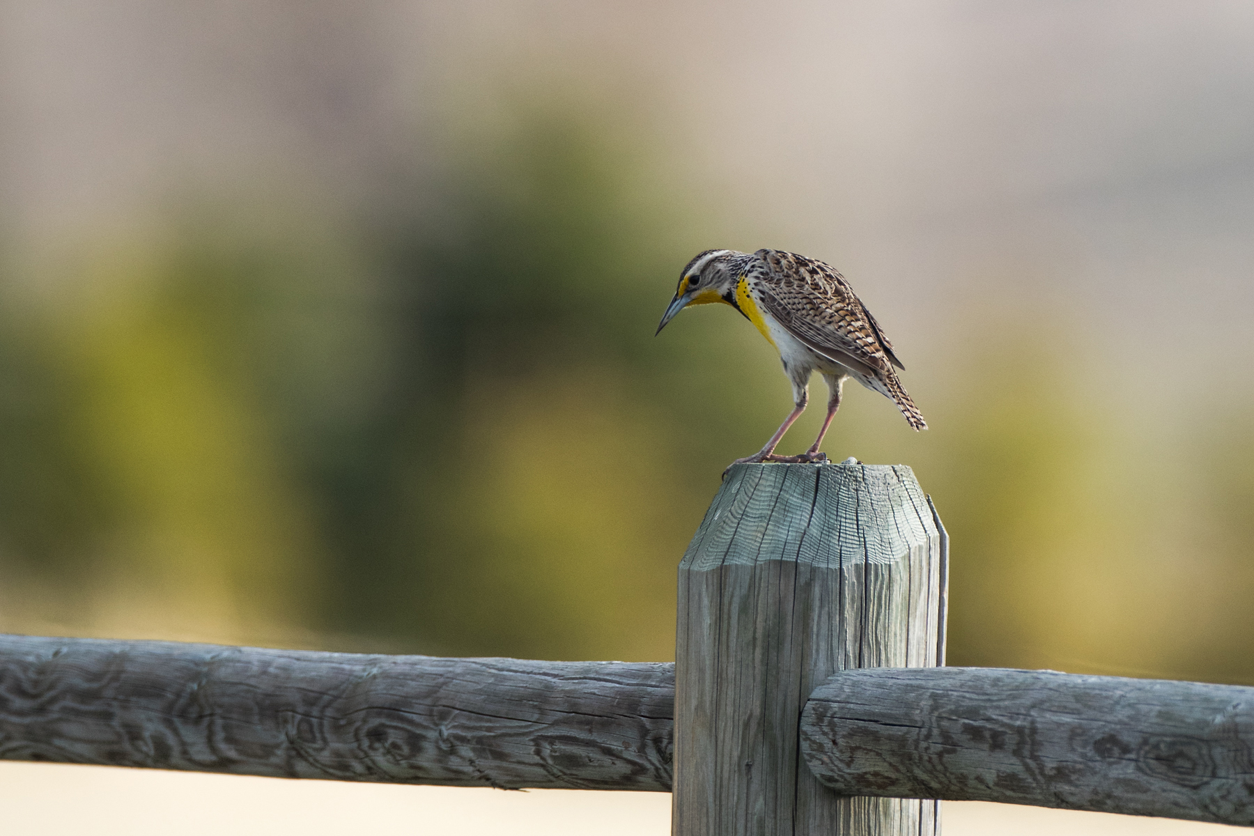 Meadowlark, Red Lodge, Montana.  Click for next photo.