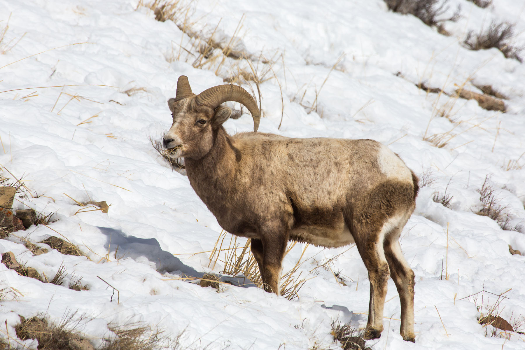 I dont have an image from March 4, so Im substituting this from March 2, 2021, bighorn, Lamar Valley, Yellowstone.  Click for next photo.