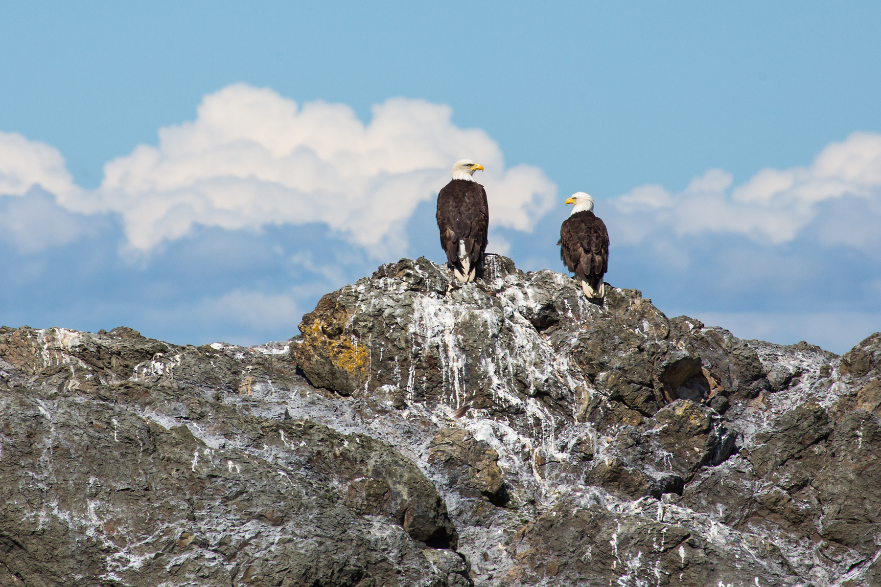 Bald eagles, Puget Sound, Washington.  Click for next photo.