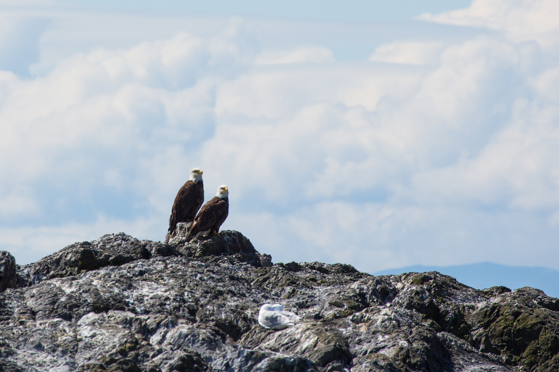 Bald eagles, Puget Sound, Washington.  Click for next photo.