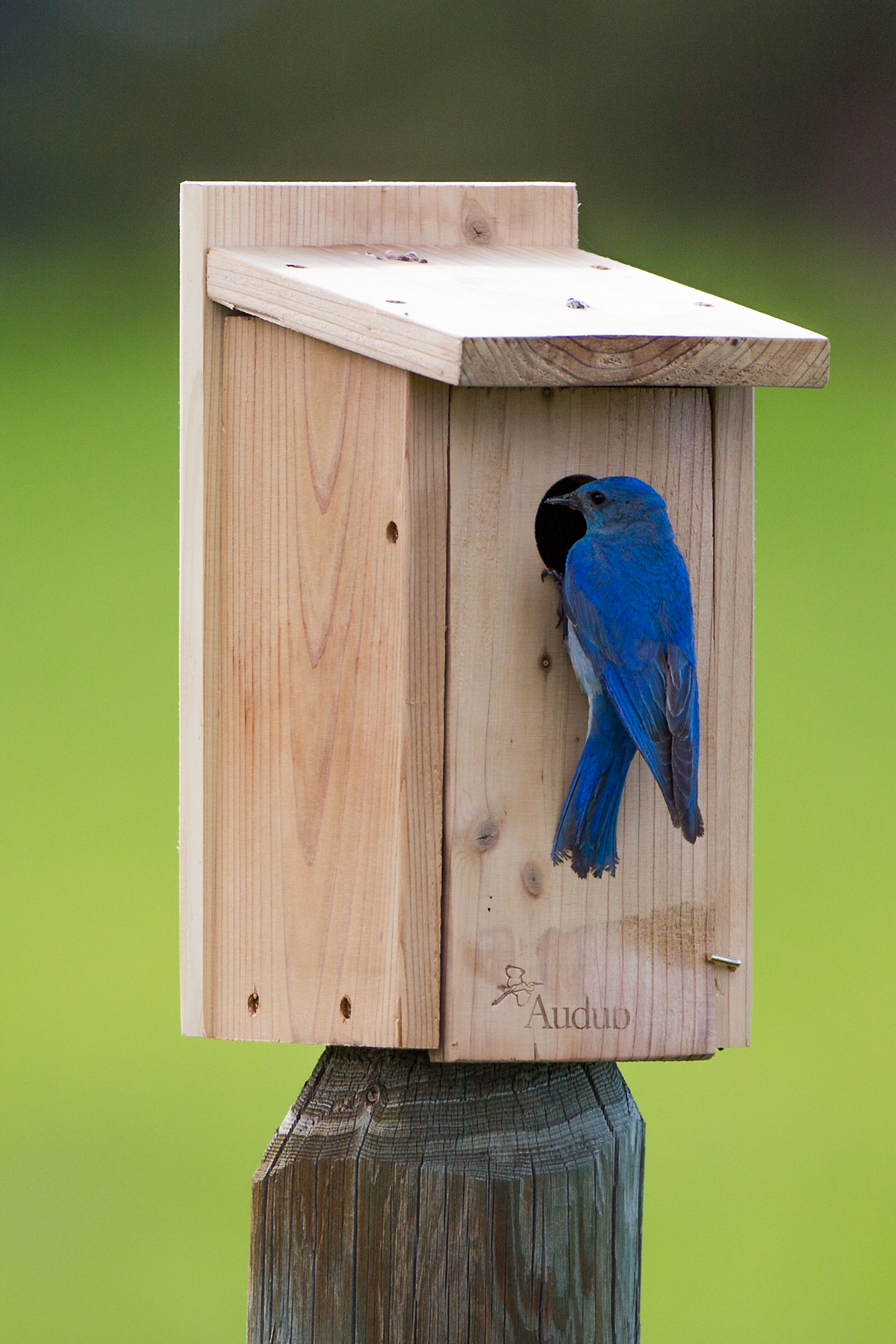 Bluebird, Red Lodge, Montana.  Click for next photo.