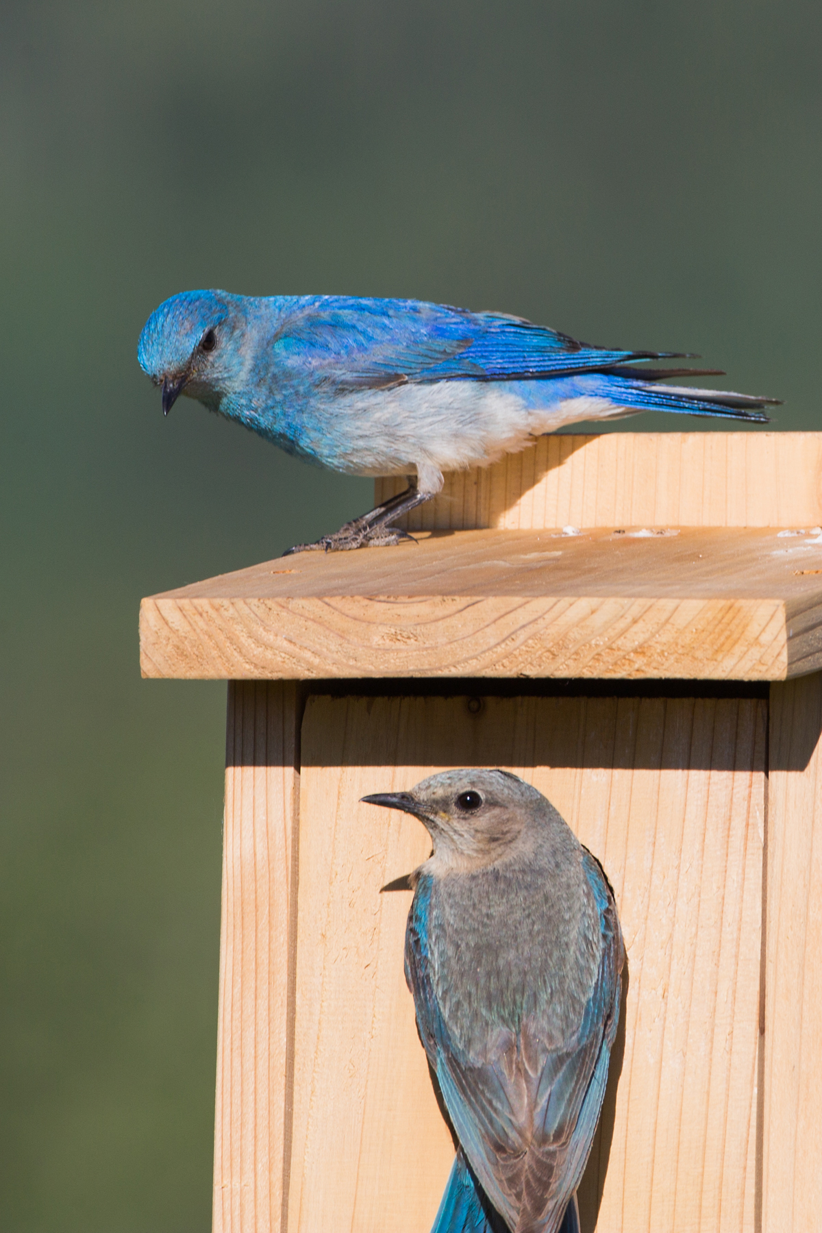 Bluebirds, Red Lodge, Montana.  Click for next photo.