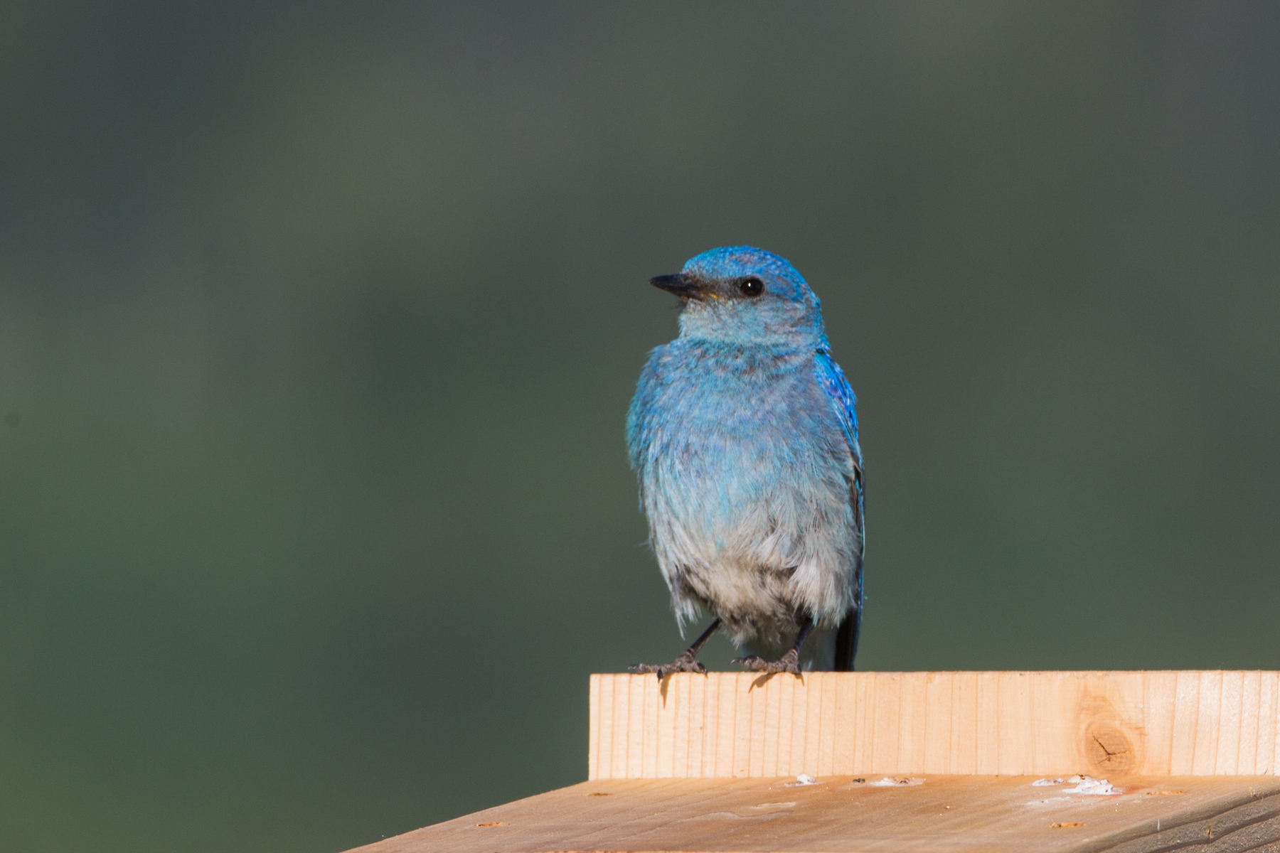 Bluebird, Red Lodge, Montana.  Click for next photo.