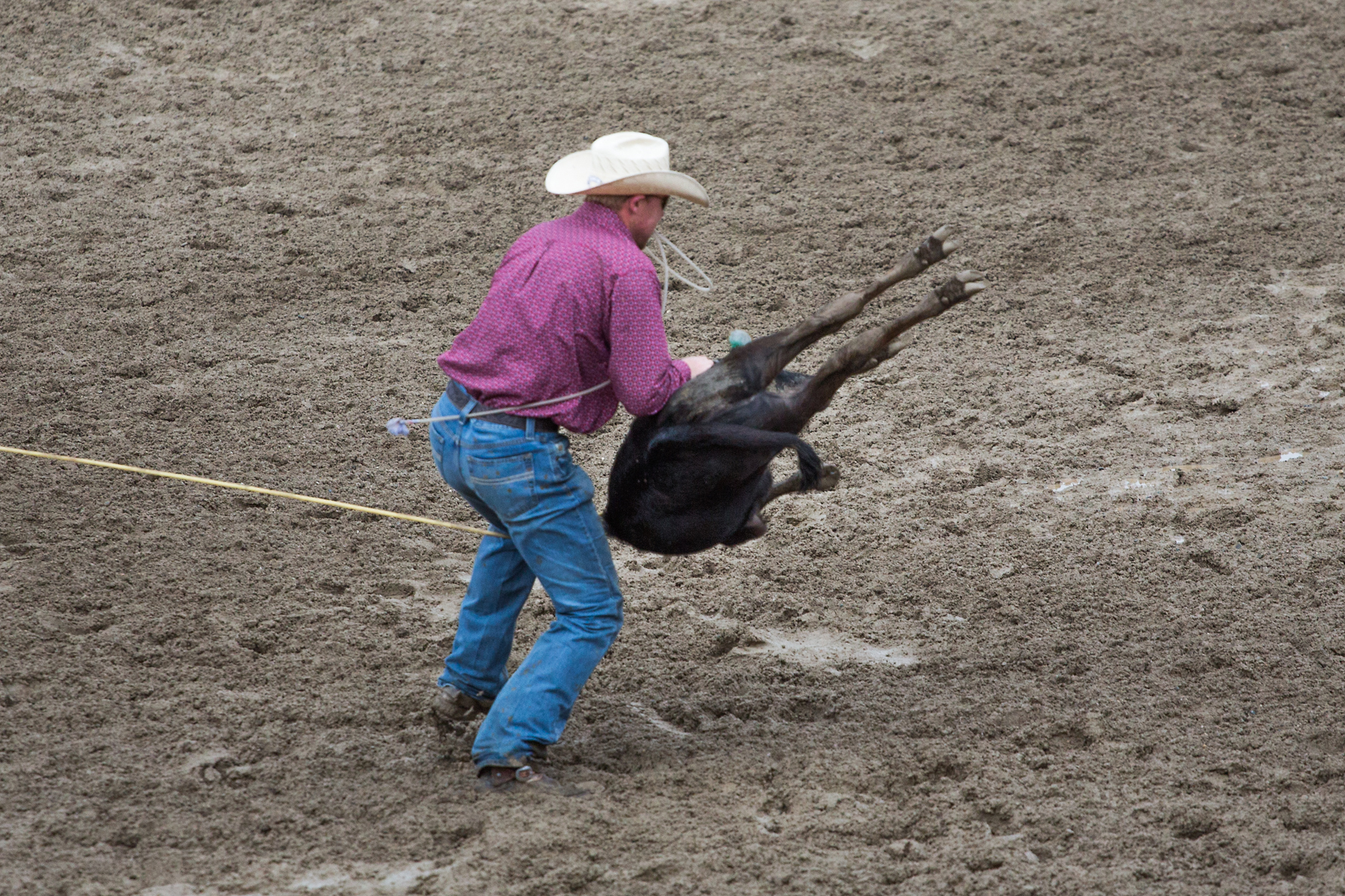 Calf roping at Home of Champions Rodeo, Red Lodge, MT.  Click for next photo.