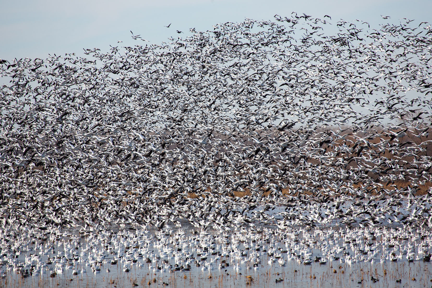 Snow geese, Loess Bluffs NWR, Missouri.  Click for next photo.