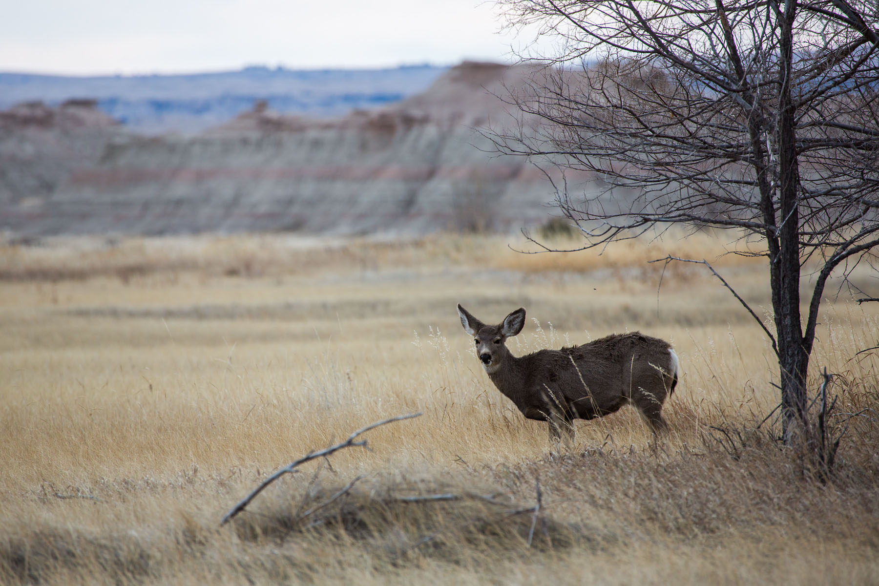 Deer, Badlands National Park, South Dakota.  Click for next photo.