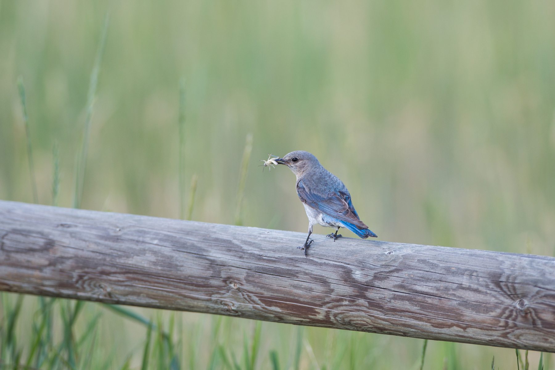 Mountain Bluebird fledgling with grasshopper, Red Lodge, MT.  Click for next photo.