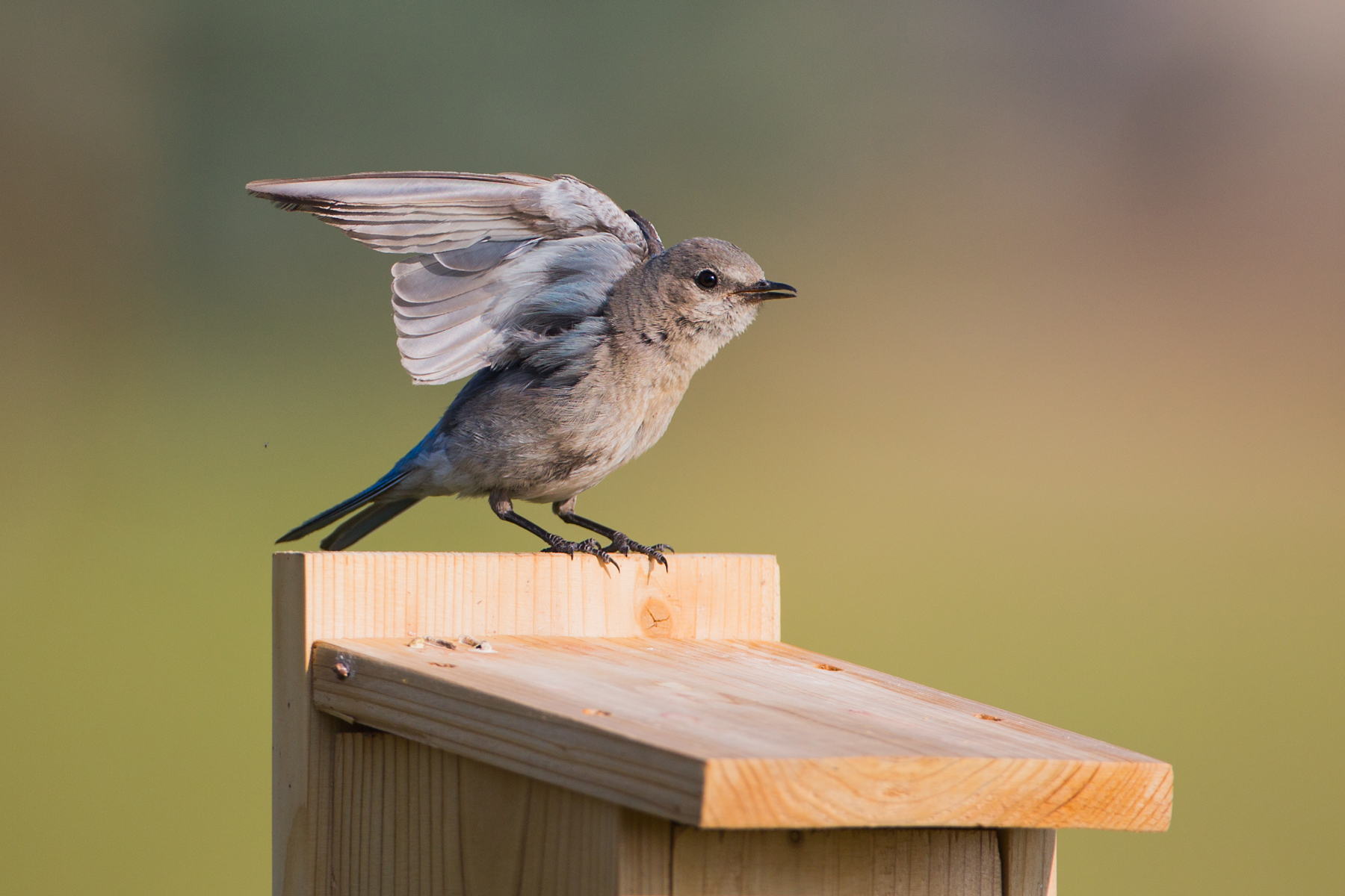 Mountain Bluebird fledgling, Red Lodge, MT.  Click for next photo.