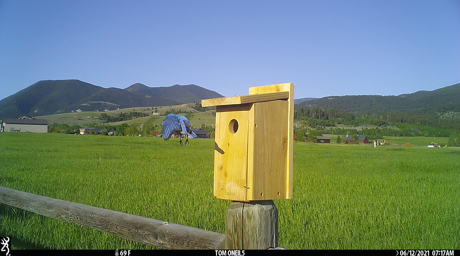 Bluebirds, Red Lodge, Montana.  Trailcam.  Click for next photo.