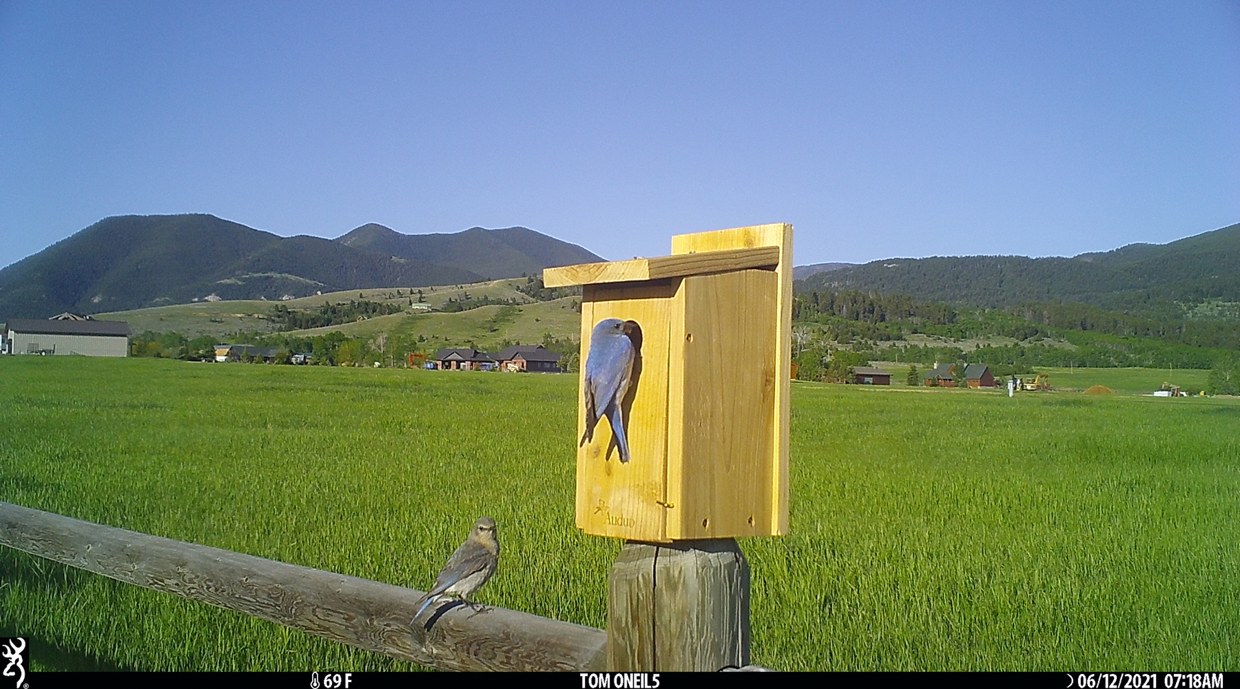 Bluebirds, Red Lodge, Montana.  Trailcam.  Click for next photo.