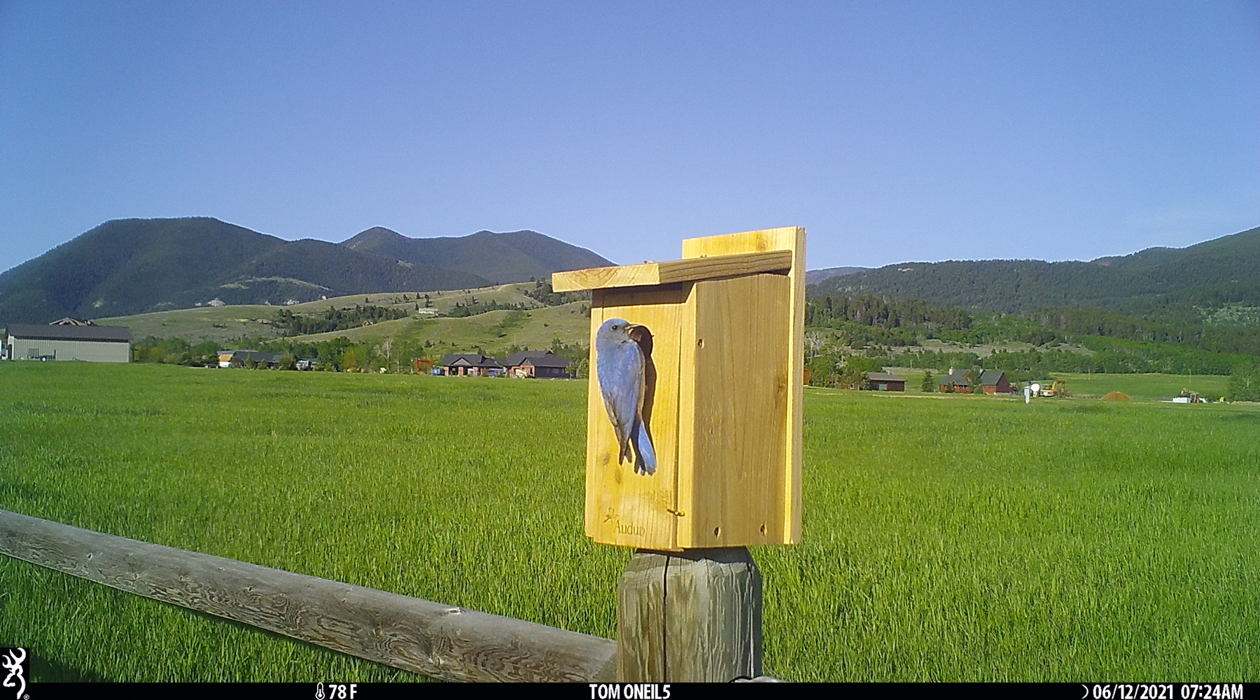 Bluebird, Red Lodge, Montana.  Trailcam.  Click for next photo.