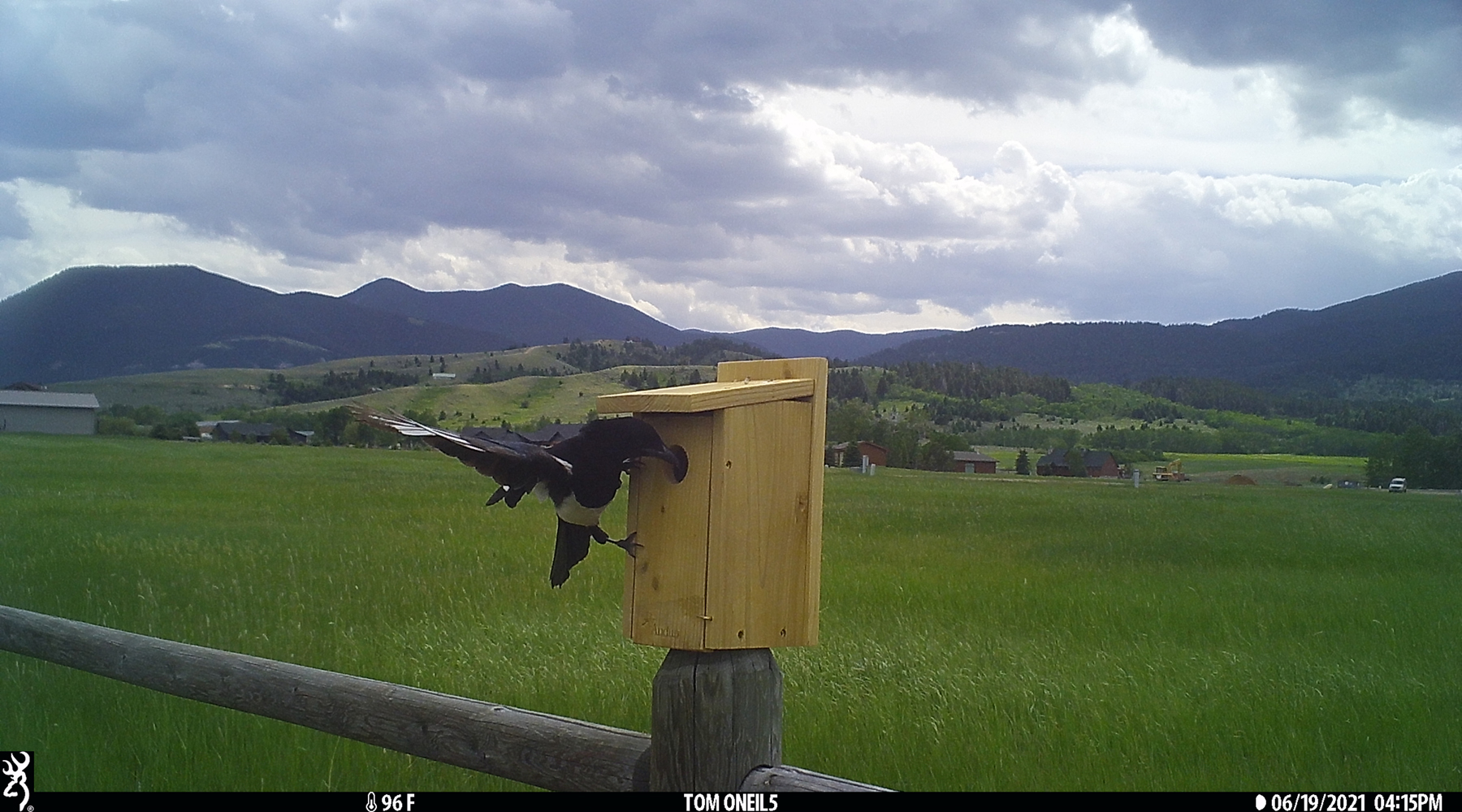 Magpie checking out bluebird box, Red Lodge, Montana.  Trailcam.  Click for next photo.