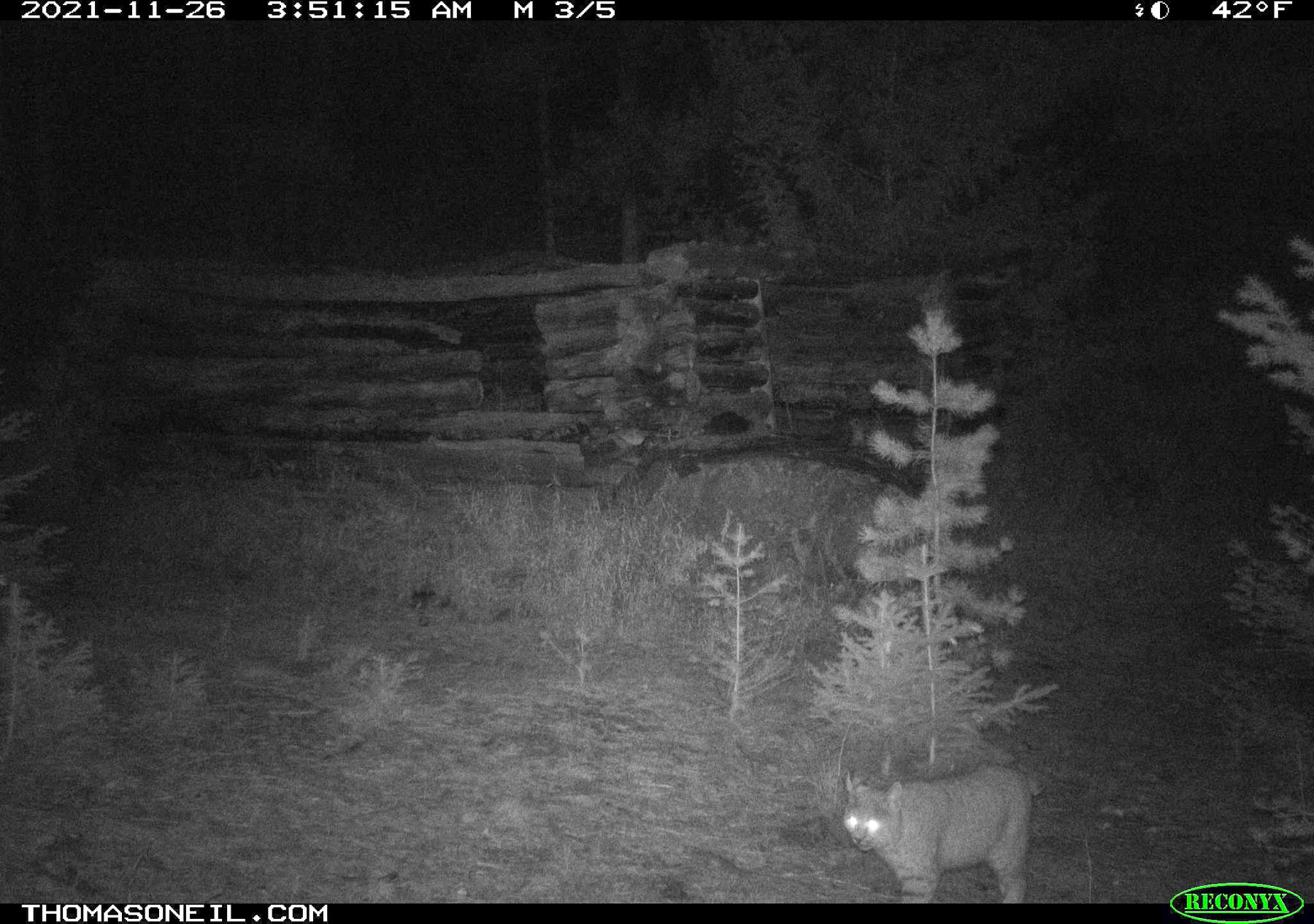 Bobcat on trailcam near Red Lodge, MT.  Click for next photo.