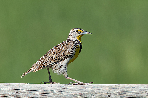 Meadowlark, Red Lodge, Montana.