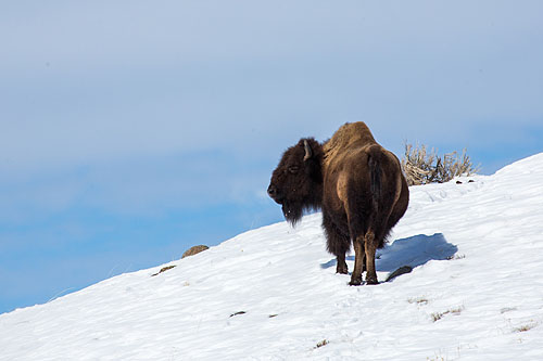 Bison, Yellowstone.