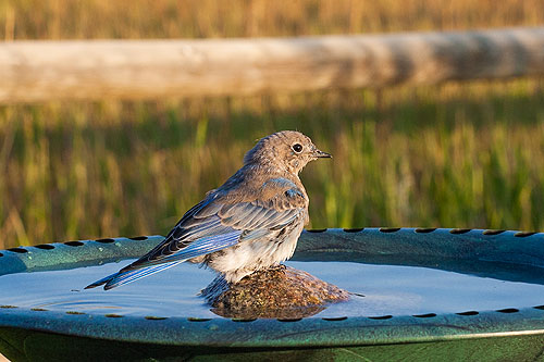 Mountain Bluebird, Red Lodge, MT.