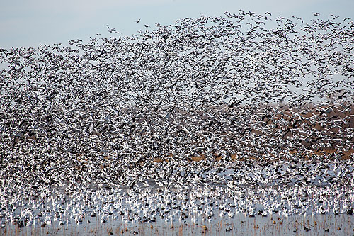 Snow geese, Loess Bluffs NWR, Missouri.