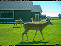 Deer on trailcam, Red Lodge, MT.