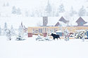 Moose running through neighborhood, Red Lodge, MT.