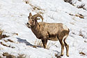 I don�t have an image from March 4, so I�m substituting this from March 2, 2021, bighorn, Lamar Valley, Yellowstone.