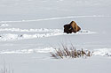 Bison taking a snow nap, Lamar Valley, Yellowstone.